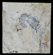 Cretaceous Fossil Shrimp - Lebanon #61545-1